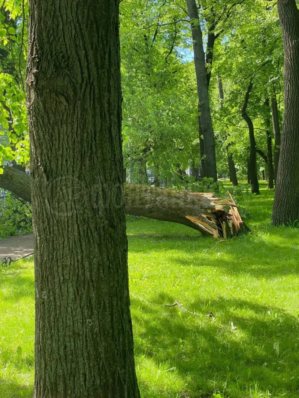 Крона дерева рухнула на тротуар у Кирочной улицы в Таврическом саду. Городские службы уже устраняют последствия, сообщили очевидцы.
