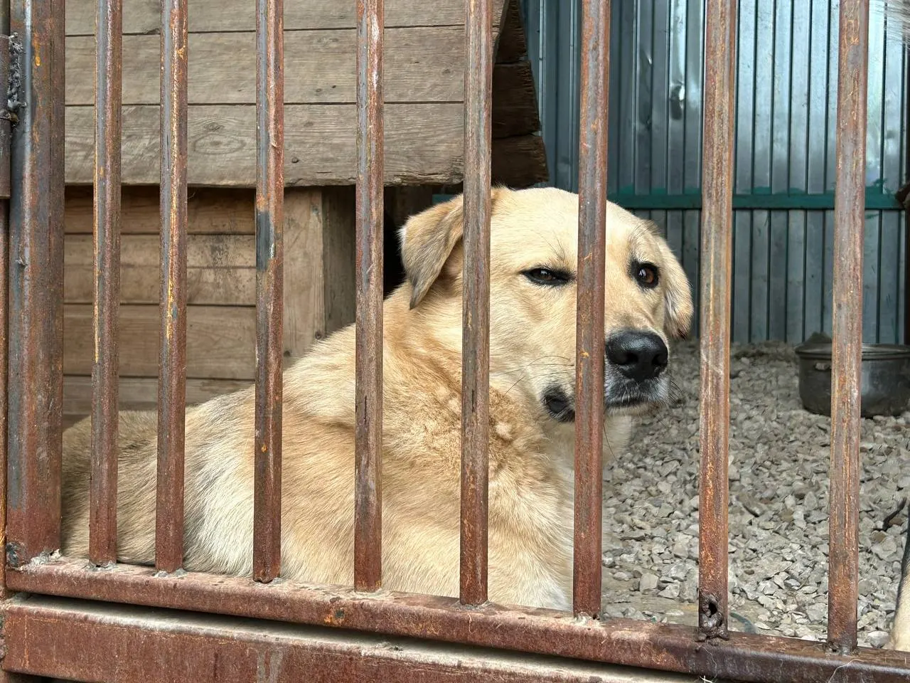 Суд взыскал с администрации района 100 тысяч рублей в пользу ребёнка, которого укусила безнадзорная собака; отлов животных должна была организовать администрация, но этого не сделала.
