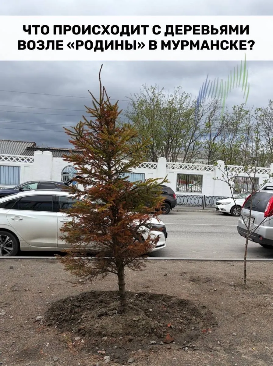 Хвойные саженцы возле недавно отреставрированного здания посажены плохо: сухие, криво стоят, с оголёнными и повреждёнными корнями, часть погибла. Возникают вопросы к контролю качества работ и расходованию бюджетных средств.
