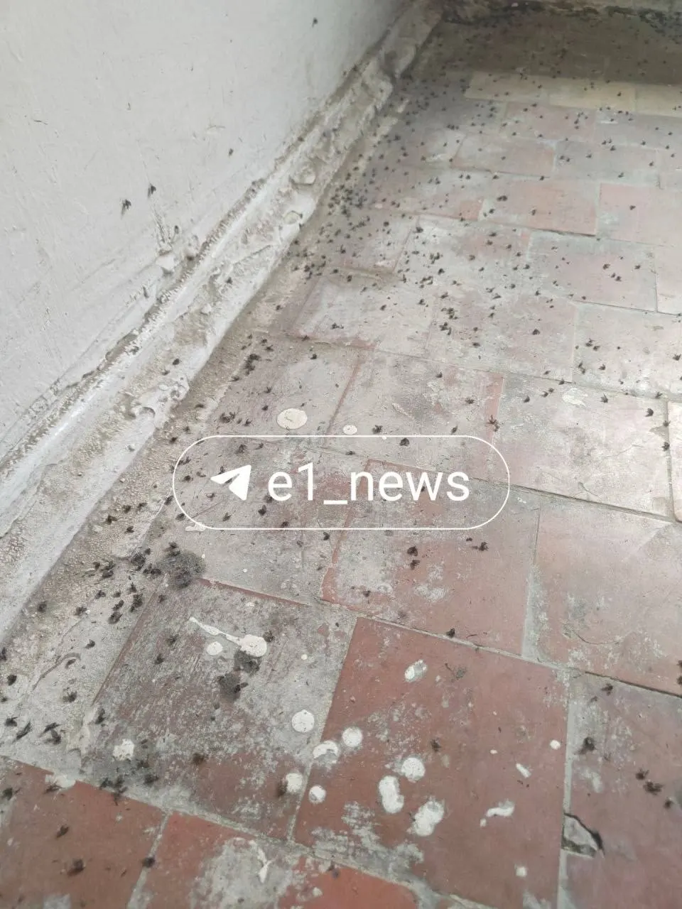 Жильцы многоквартирного дома на Токарей, 27 пожаловались на нашествие мошек после подтопления подвала канализационными стоками. В УК заявили о дезинсекции и перенаправлении обращения в Роспотребнадзор.