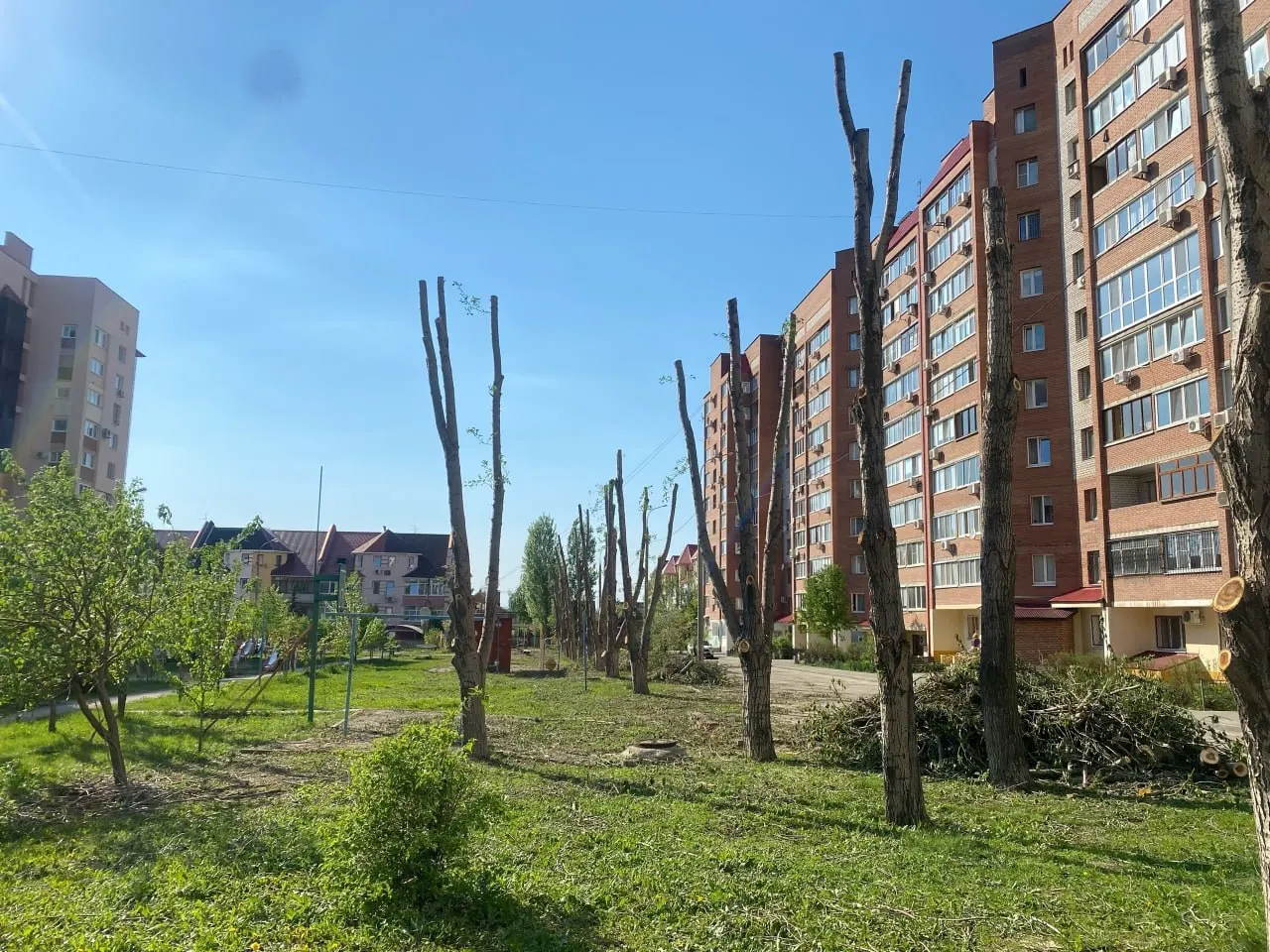 У дома на Ташкентской, 248 заметили массовую вырубку деревьев, растившихся около 20 лет. Местные жители требуют объяснений и переживают за зелёные насаждения и качество воздуха.