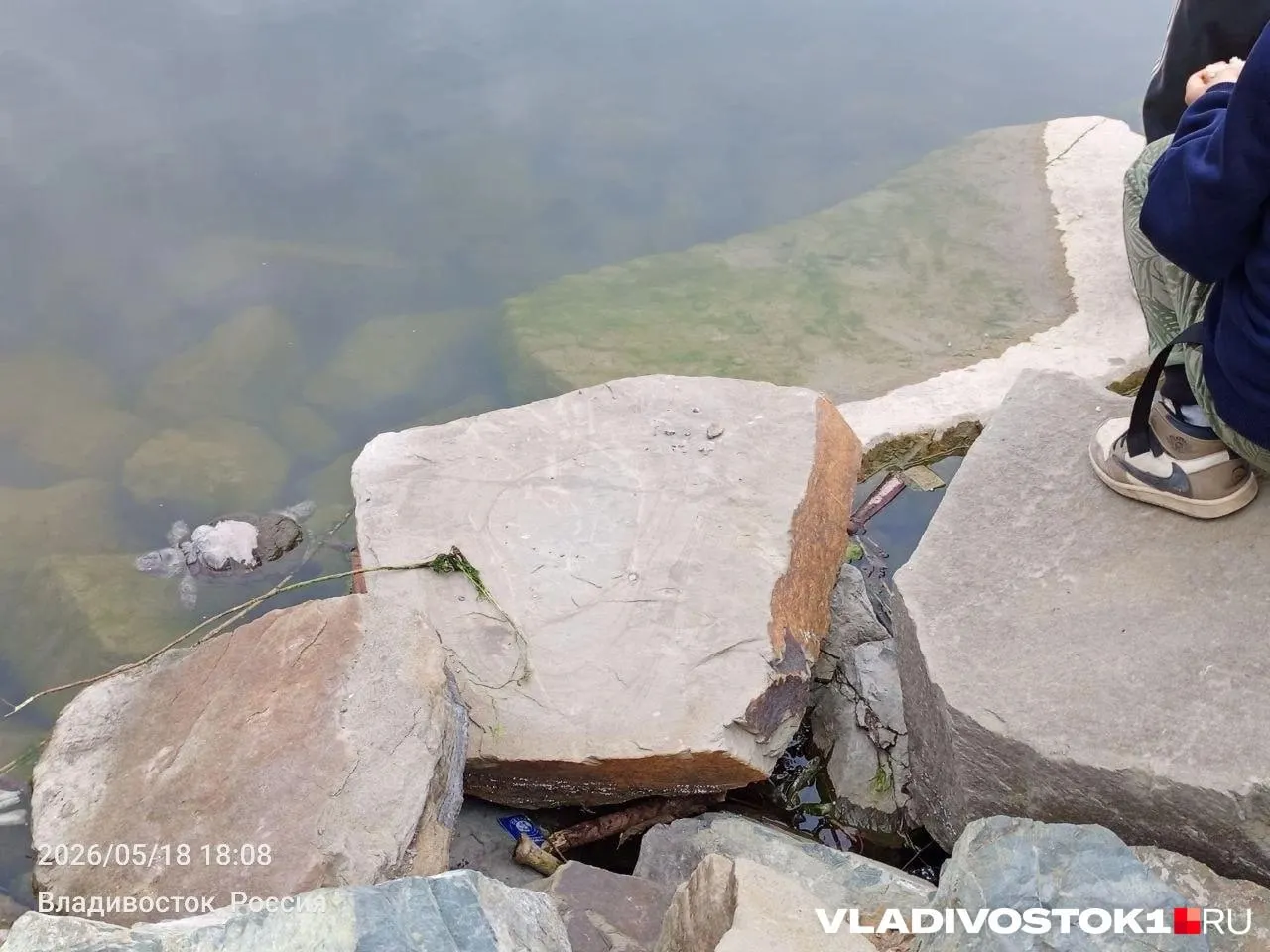 Жительница города заметила загрязнение водоёма, скрытый мусор и гибель рептилий у берега. По её словам, официальные обращения получили формальный ответ об уборке, но проблема остаётся нерешённой.