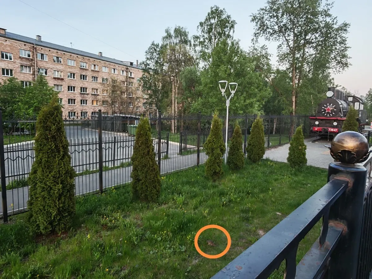 Возле памятника-паровоза и мусорных контейнеров у вокзала в Петрозаводске заметили большое количество крыс: грызунов не пугают шум и скопление людей, жители просят усилить уборку и дератизацию.