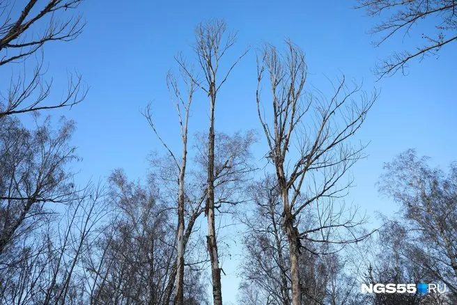 В мэрии сообщили, что деревья снесли после обследования: у тополей выявили ослабленную корневую систему, дефекты стволов и риск контакта с линиями электропередачи. На месте планируют высадить новые растения.