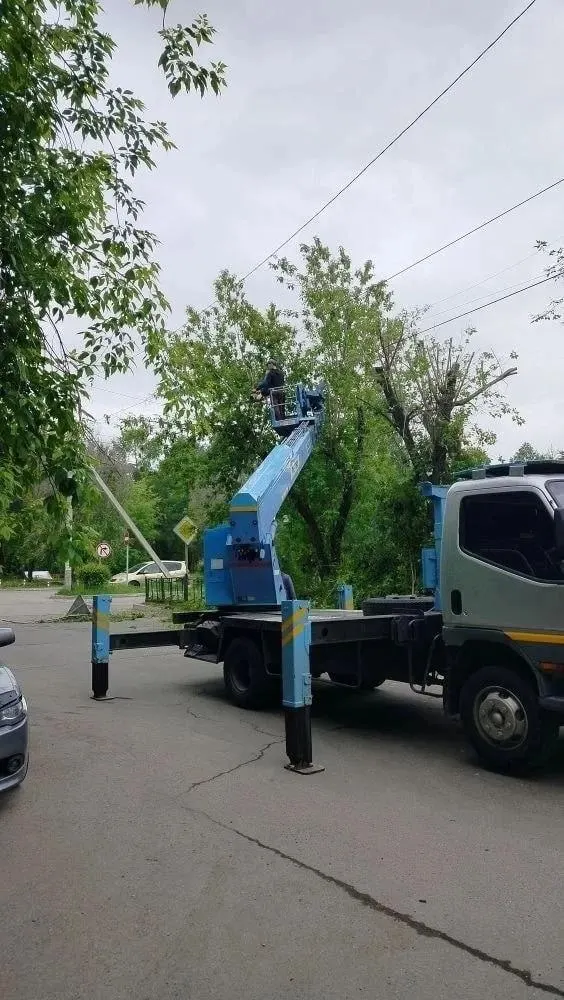 Жители района пожаловались на «варварскую» крону: после работ на дороге остались ветки, а сначала было непонятно, кто проводит обрезку — люди вызвали полицию.