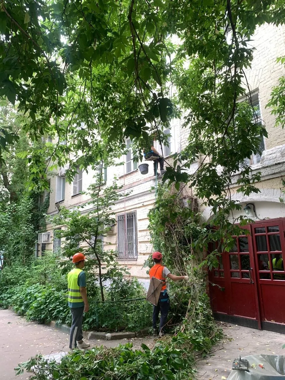 Во время капитального ремонта с фасада дома на Хитровке сняли девичий виноград — жители пытались спасти растения и опасаются за сохранность старой кирпичной кладки; обращения направлены в надзорные органы.