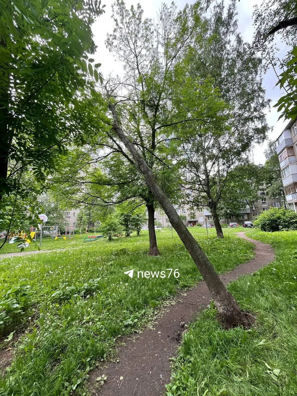 Жители домов на Большой Октябрьской жалуются, что упавшее дерево держится на соседних ветках и создает опасность, хотя в диспетчерской обещали убрать его в течение 24 часов.
