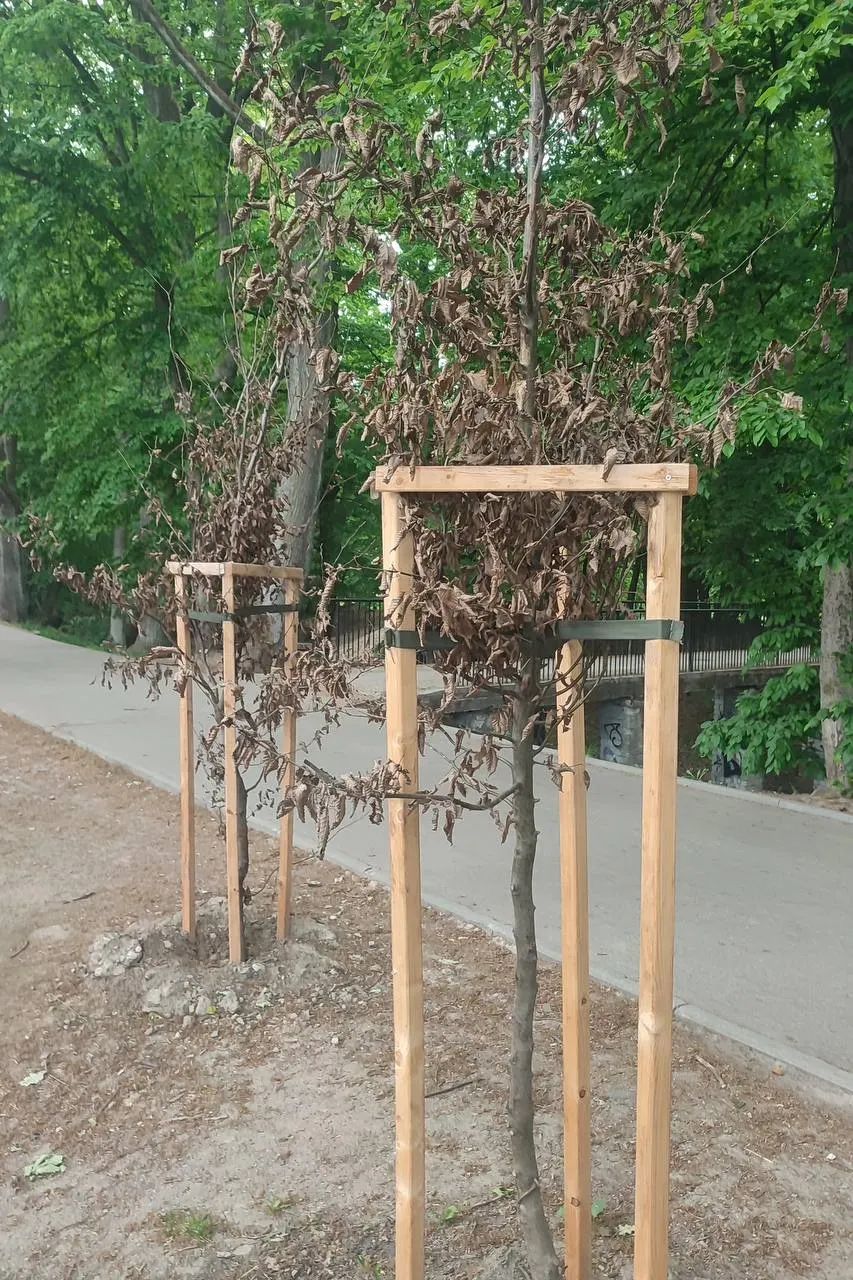 В новом парке на улице Яналова большинство молодых деревьев засыхают — из‑за отсутствия ухода и полива погибает более 60% посадок.