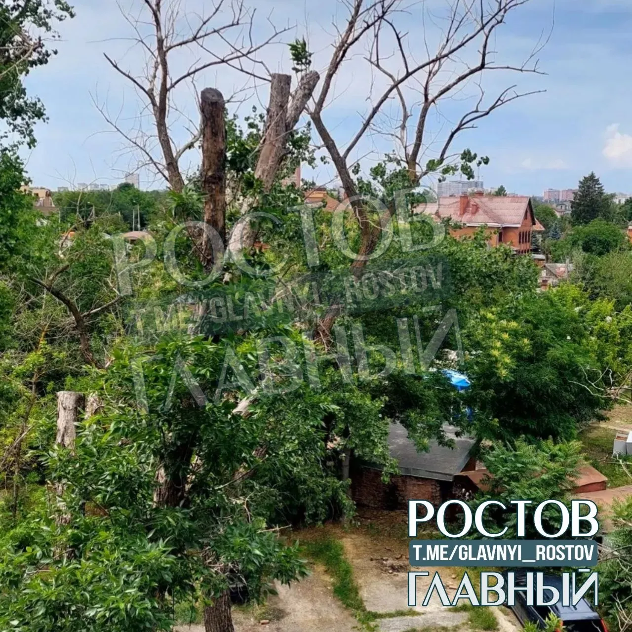 Жительница Ростова-на-Дону сообщает, что после обрезки верхушек деревьев два года назад древесина продолжает усыхать. Во дворе стоят машины и гуляют дети, люди просят коммунальные службы отреагировать.