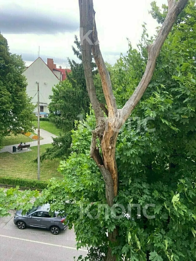 Житель дома на улице Коммунальной с помощью телескопической удочки сорвал нависшую кору засохшего дерева, угрожавшую пешеходам. Управляющая компания и дворники не устранили опасность, жильцы готовят заявку в МФЦ.