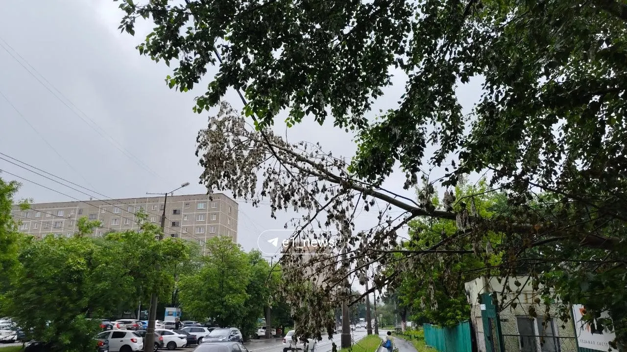 Из-за сильного ветра дерево упало на линии электропередач на Посадской, 22 и уже неделю свисает над тротуаром; жители жалуются, аварийные службы не отвечают.