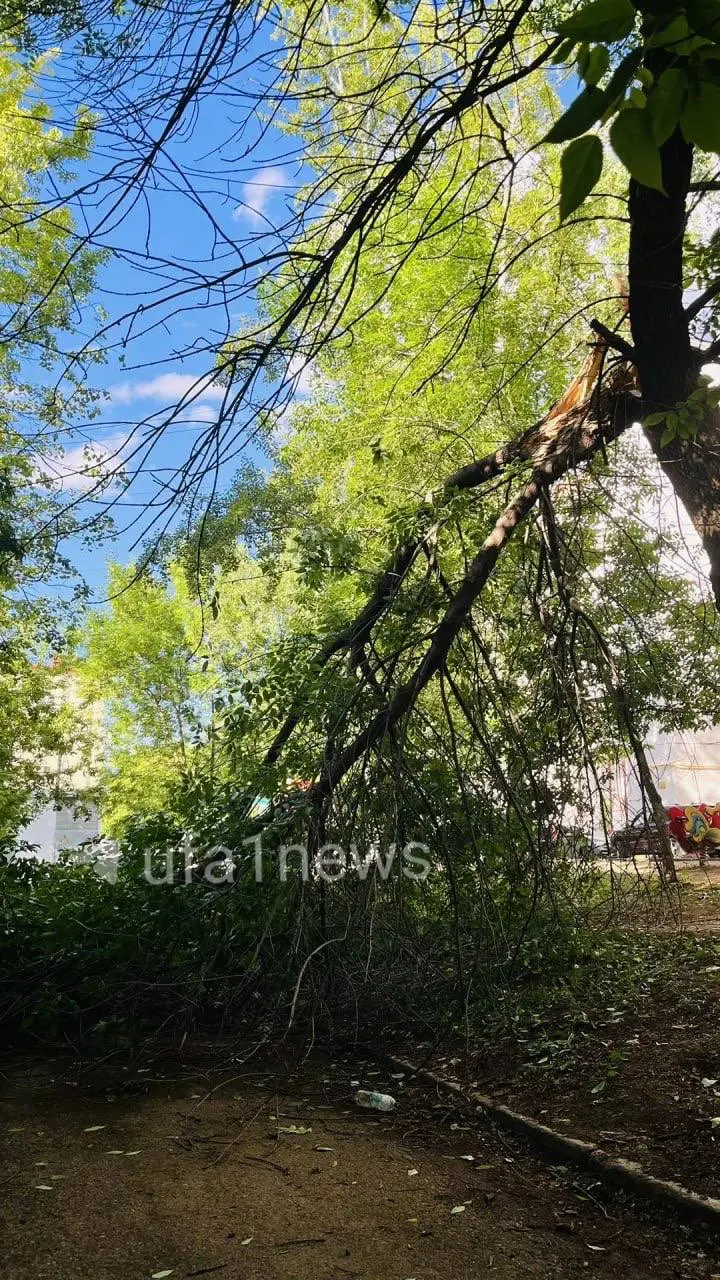 Упавшее дерево блокирует выезд и пешеходную часть у домов 155/1 и 155/2 на улице Менделеева. Жильцы жалуются, что управляющая компания не отвечает, а служба 112 обещает убрать дерево уже две недели, но работы не проведены.