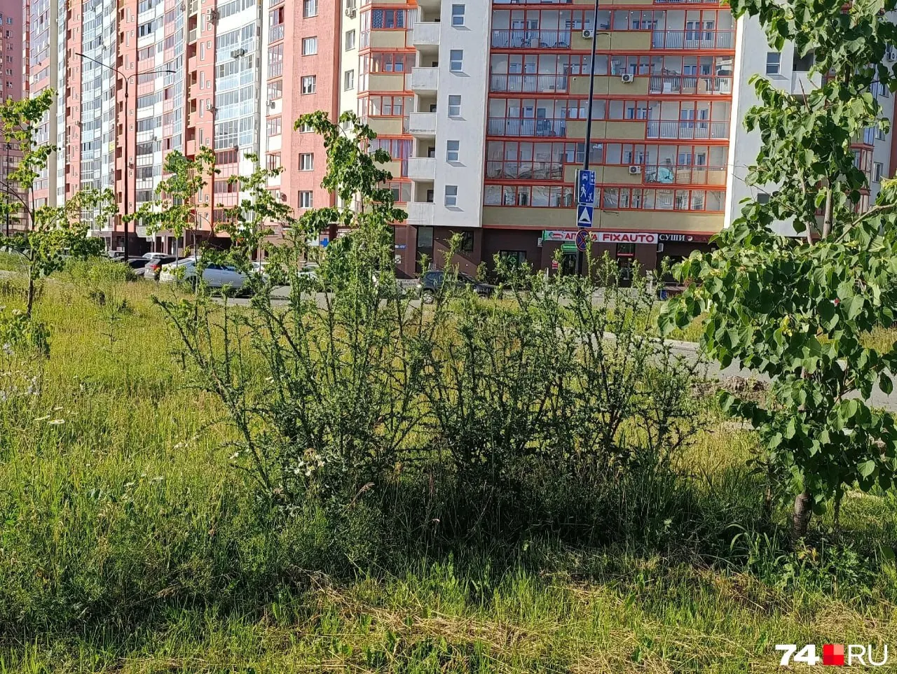 Горожане заметили, что в сквере не косят траву: сорняки подрастают до человеческого роста. В мэрии пообещали подстричь газон и оштрафовать подрядчика.