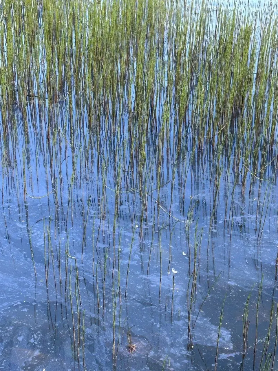 Утром в озеро рядом с Семёновским парком попали сточные воды: местные жители зафиксировали загрязнение и призывают власти отреагировать.