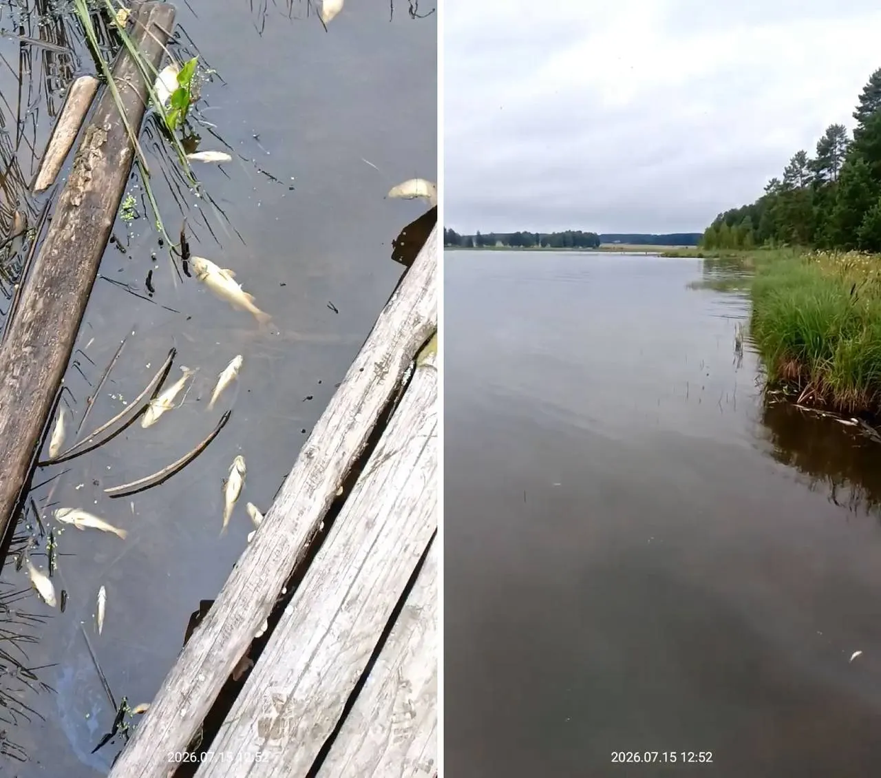В Исинском водохранилище зафиксировали загрязнение и массовую гибель рыбы — из‑под крана в Верхней Салде пошла неприятная вода. Администрация проводит анализы и просит население отстаивать, кипятить и фильтровать воду.