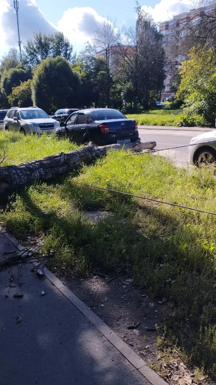 Сухостой рухнул на тротуар, оборвав провода на Слепнёва, 30; местные жители требуют срочной опиловки аварийных деревьев рядом.