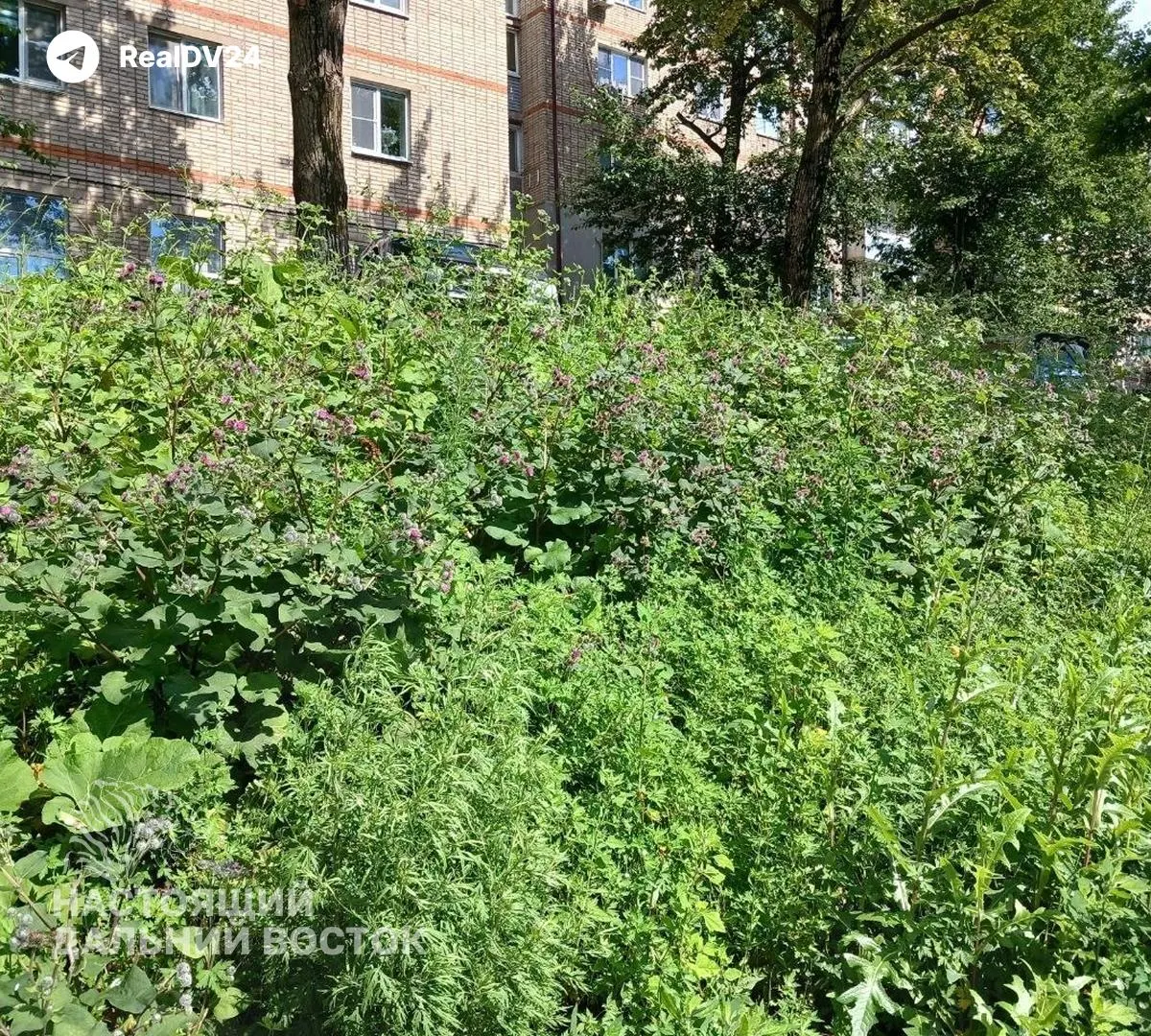Погодные условия с дождями усложняют работу по скашиванию травы: власти объясняют задержки и перерабатывают графики работ коммунальных служб.