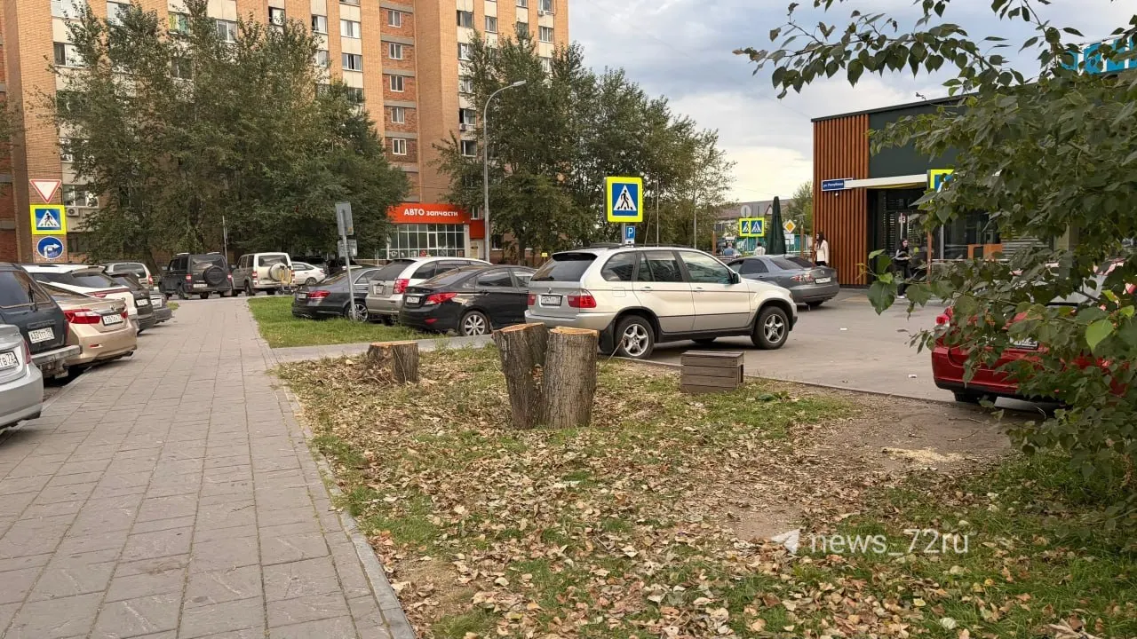 Городские власти объяснили причины сноса аварийных тополей и признаки аварийности деревьев, а также риски для окружающих.