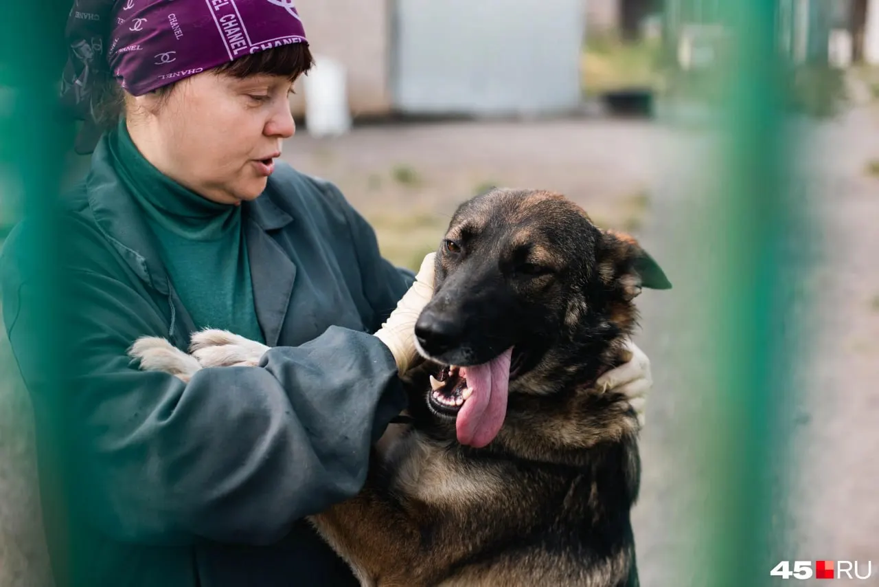 Приют «Шанс» в Восточном принимает не всех животных: здесь живут около 60 собак, две кошки и два котёнка. Все вольеры заняты, поэтому новых животных пока не принимают. Помощь поступает от волонтёров и пожертвований, а главная проблема — подтопление территории.
