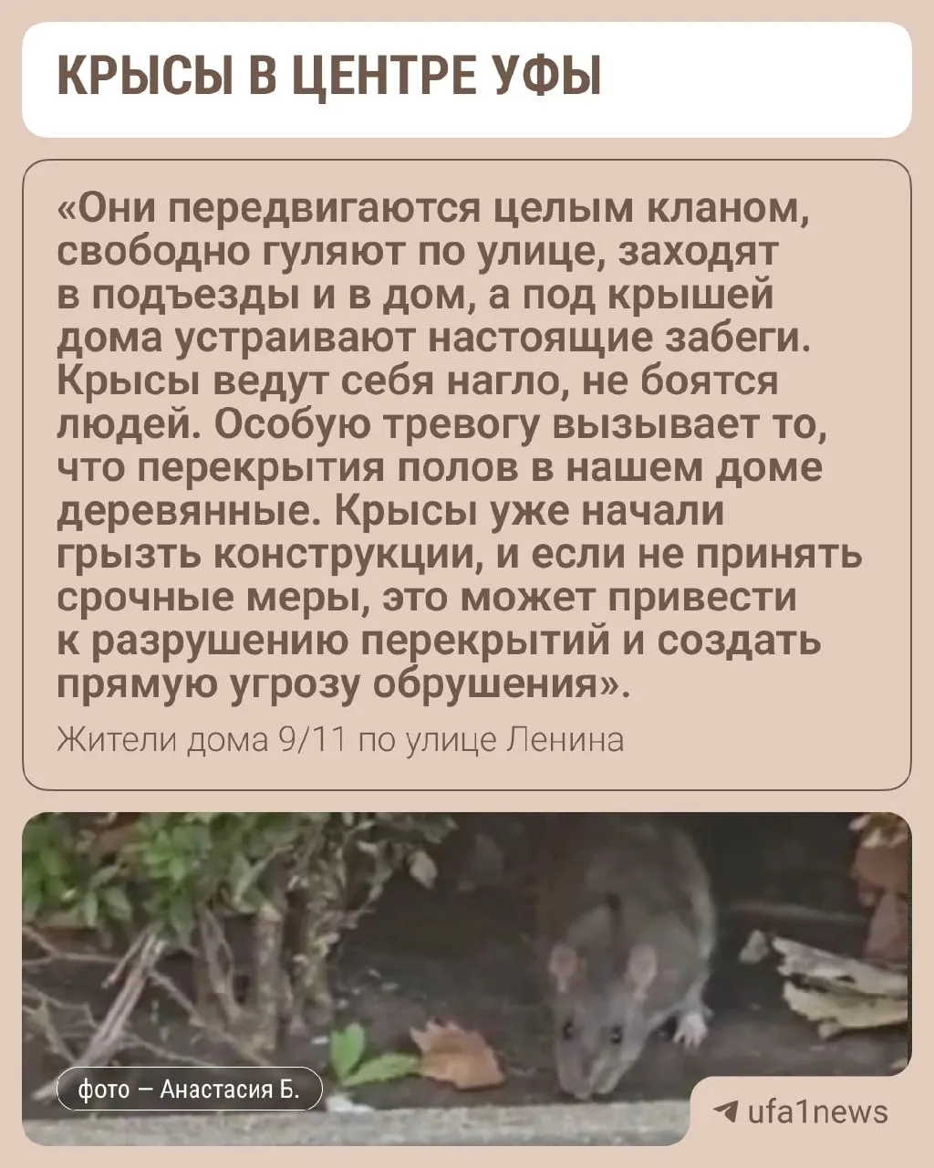 Жильцы дома по адресу Ленина 9/11 сообщают, что крысы выходят из близкой мусорной площадки и заходят во все три подъезда. Нерегулярная вывозка мусора усугубляет проблему, Роспотребнадзор предупреждает о риске заражения через пыль с выделениями.