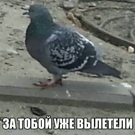 Голуби проникали в квартиру через дымоход после ремонта крыши; жильцы жалуются на шум и тревожный гул на крыше.