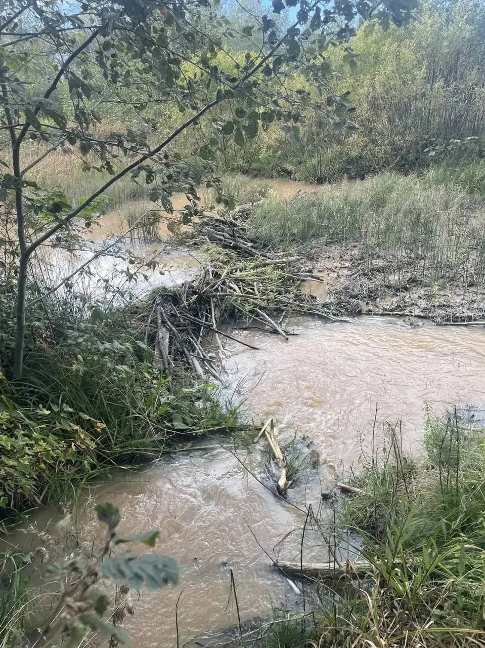 После действий бобров возле водозабора вода подтопила окрестности и дорогу; плотину разобрали сегодня.