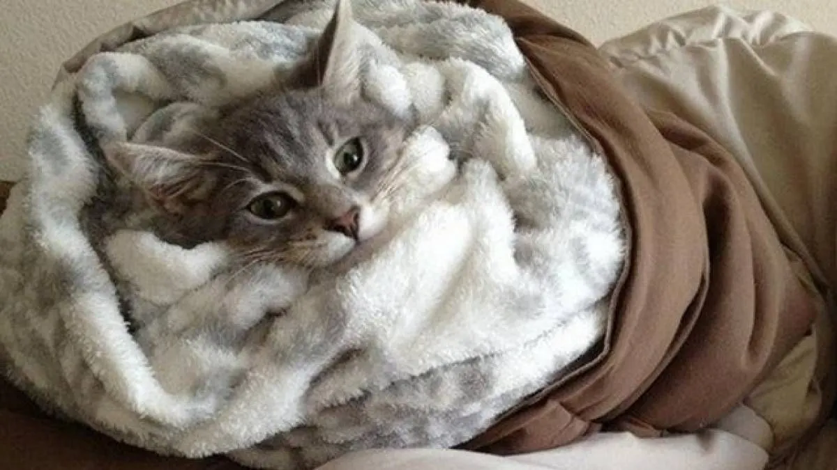 Около половины больниц и школ уже подключены к теплу, остальные здания ждут своей очереди; власти заверяют, что работы идут по плану.