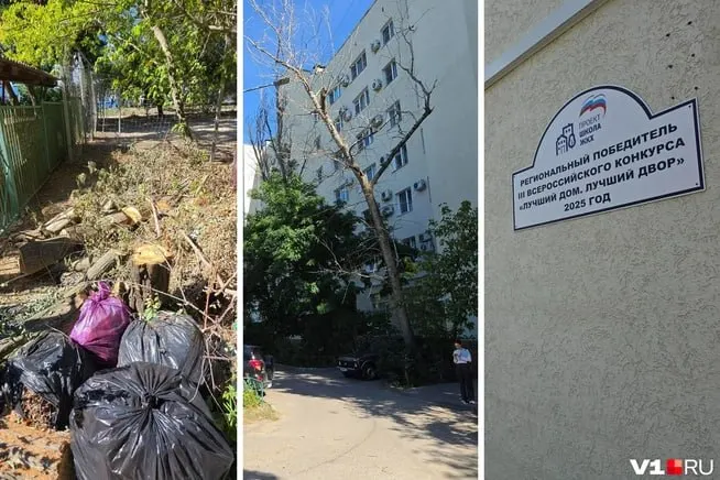 Жильцы требуют устранить беспорядок во дворе и решить проблему с опасным деревом, обвиняя управляющую компанию в бездействии и конфликтности.