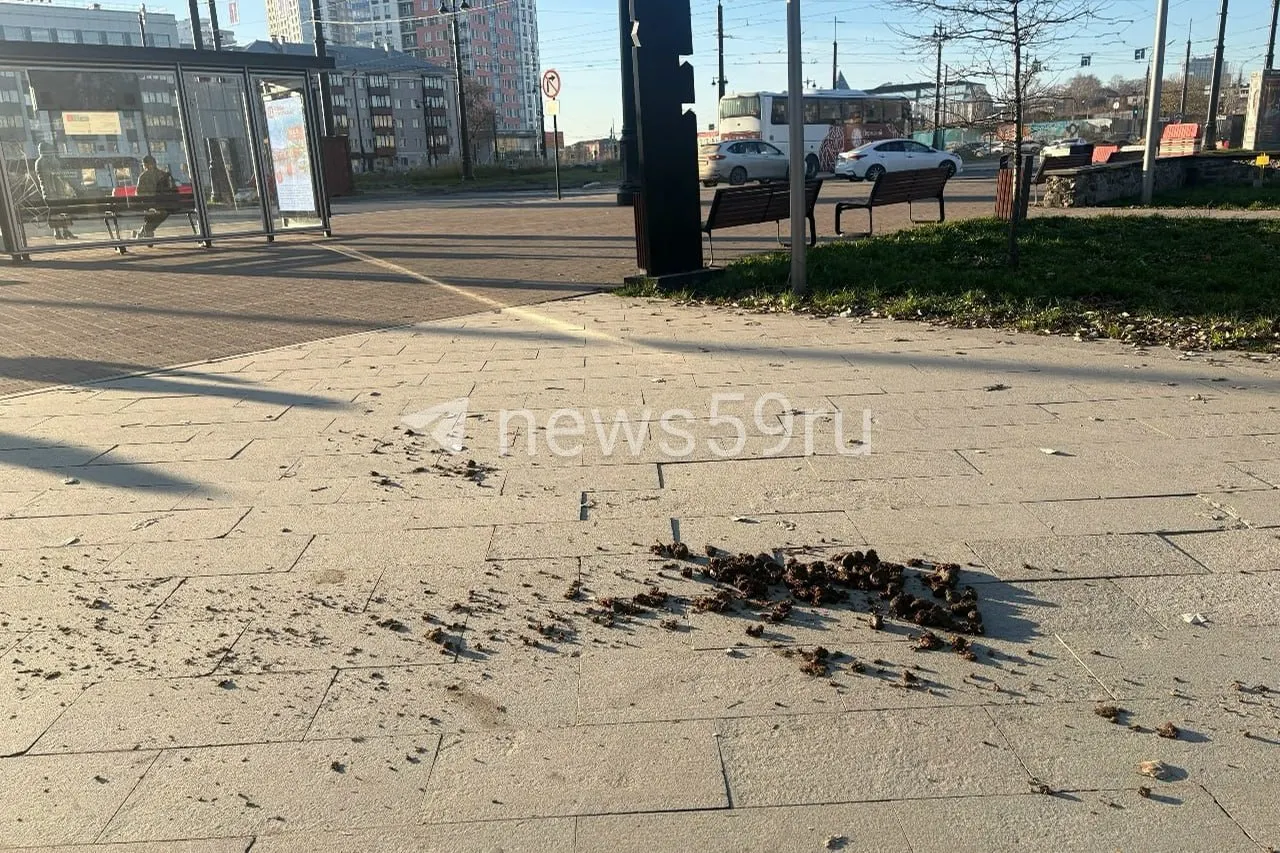 В центре Перми зафиксированы навозные кучи в скверах и на тротуарах; обсуждают причины, влияние конных прокатов и уборку силами города.